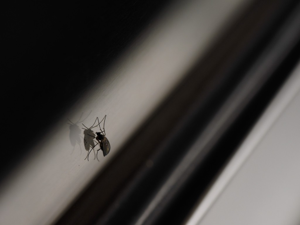 The background of the bug is reflection of the alminium frame of the window. I took this photo each time the train stop at a station - and this was 9th shot.